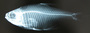 Hyphessobrycon bifasciatus FMNH 54404 x-ray 10 sec